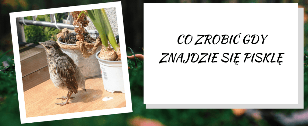 co zrobić gdy znajdzie się pisklę