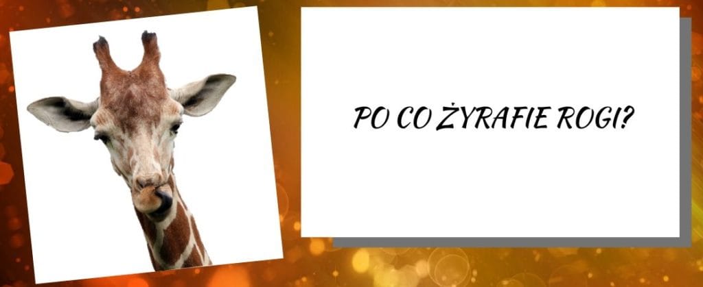 po co żyrafie rogi