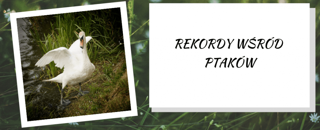 Rekordy ptaków