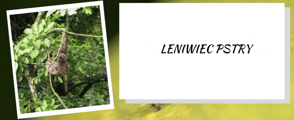 Leniwiec pstry