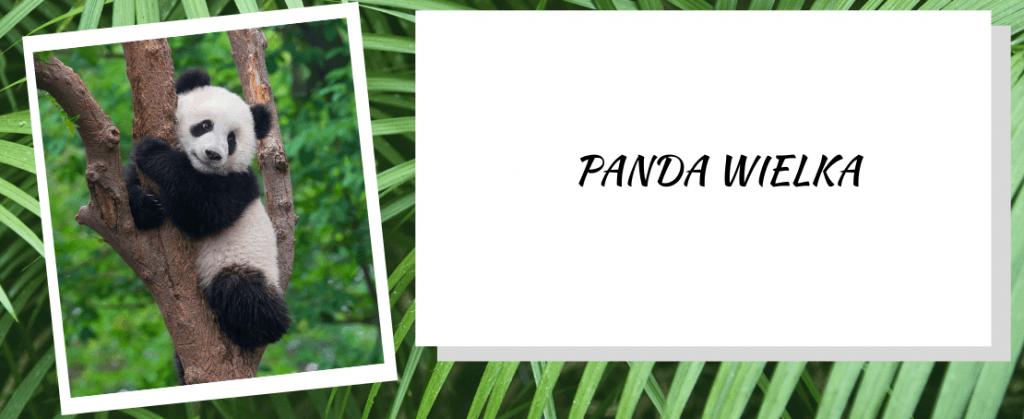 Panda wielka