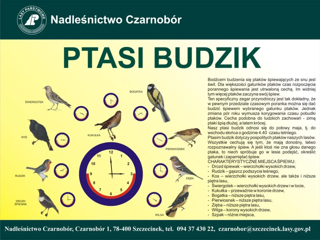 ptasi budzik