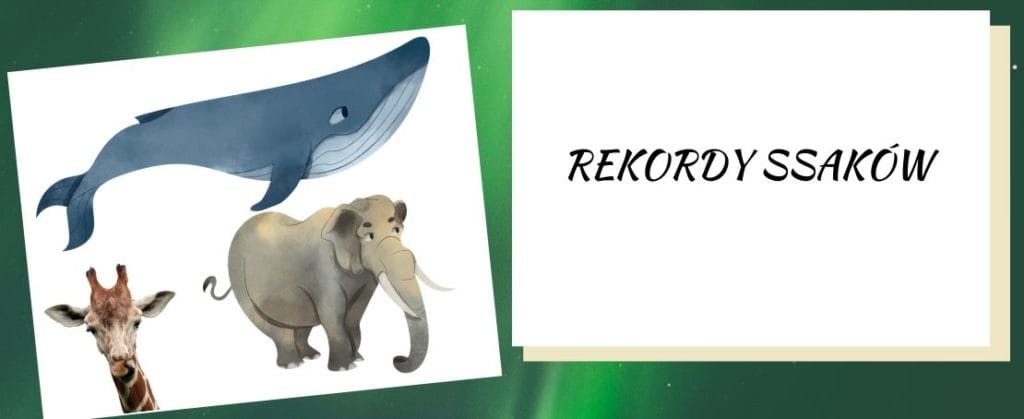 rekordy ssaków
