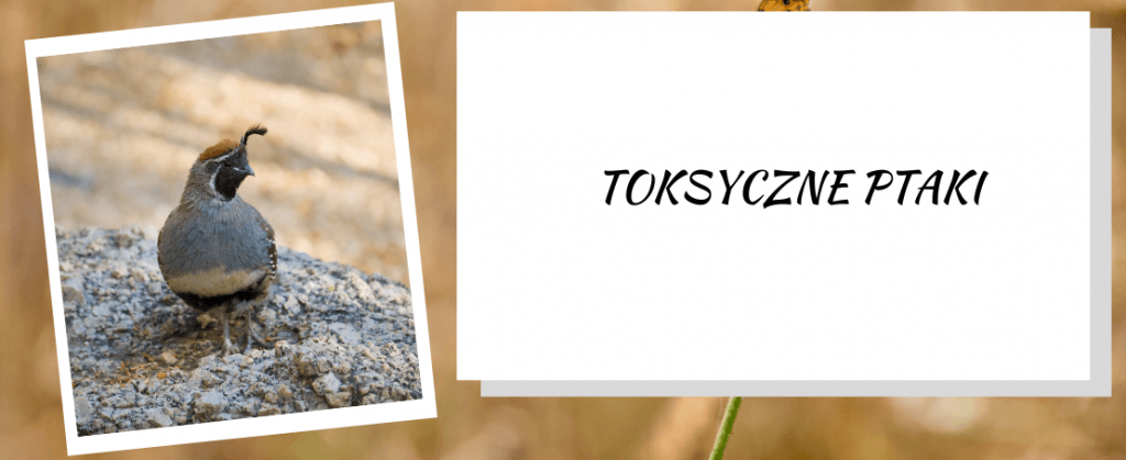 Toksyczne ptaki