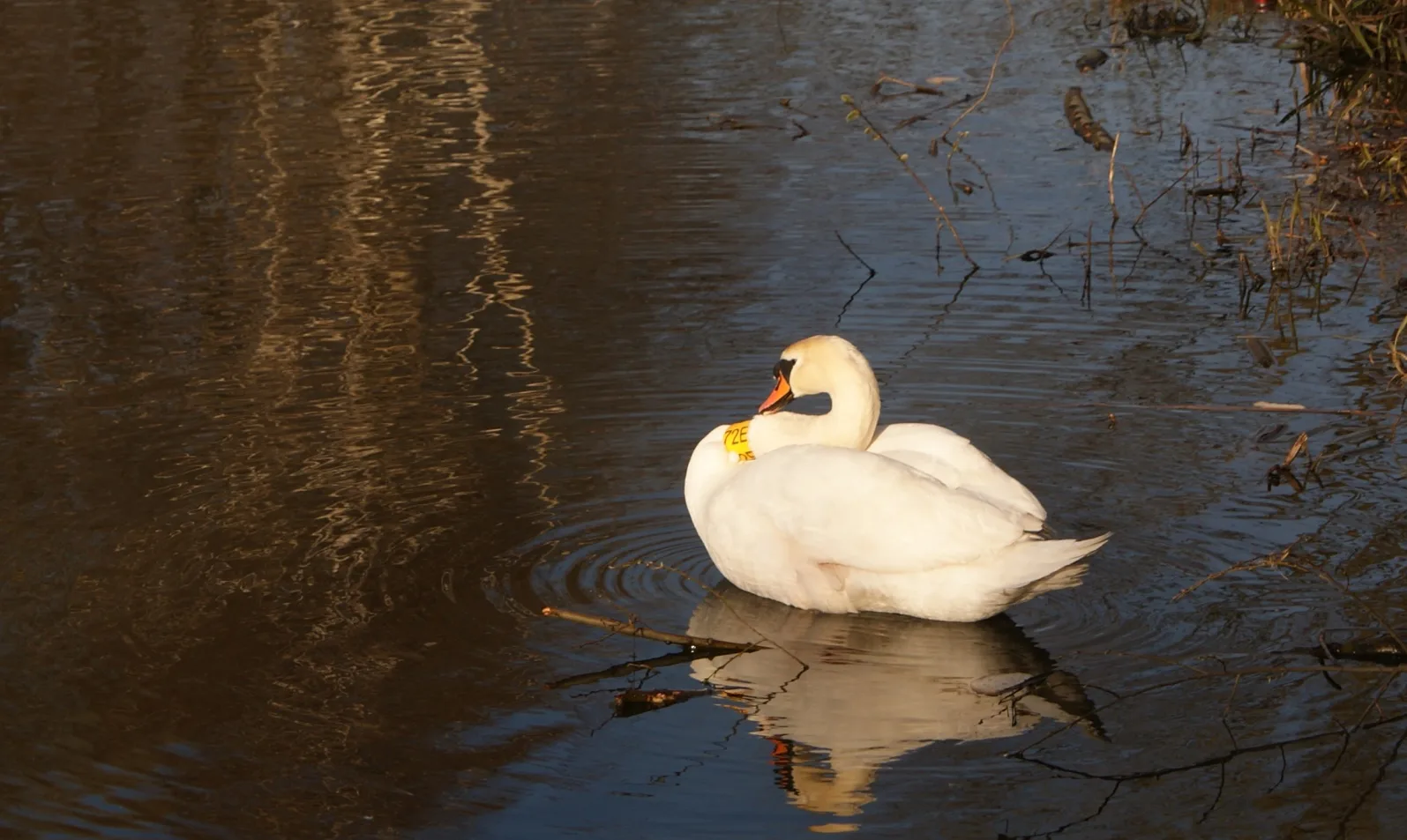łabądź
