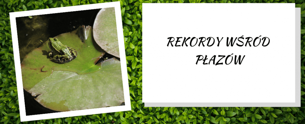 Rekordy płazów