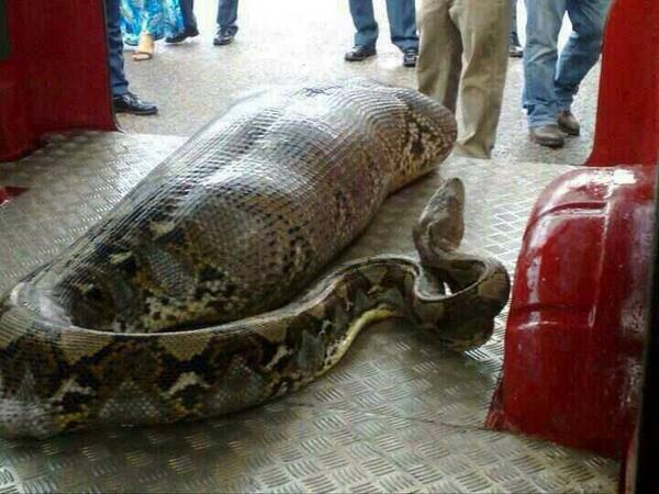 http://sportsmasher.com/2013/11/27/python-eats-passed-out-drunk-guy-in-india/