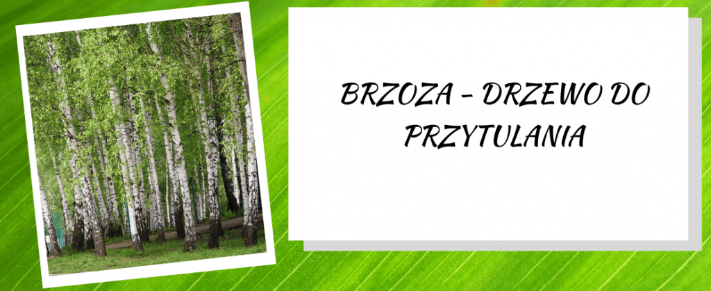 Brzoza - drzewo do przytulania