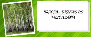 Brzoza - drzewo do przytulania