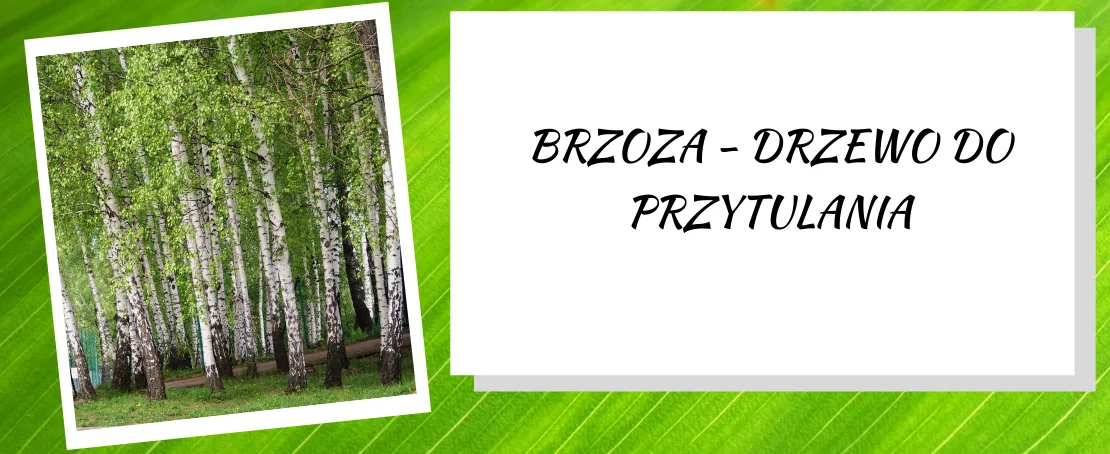 Brzoza – drzewo do przytulania