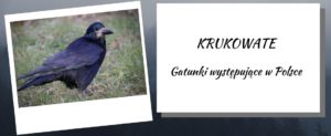 krukowate w Polsce