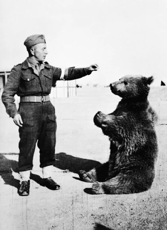 Wojtek – niedźwiedź kapral Polskich Sił Zbrojnych