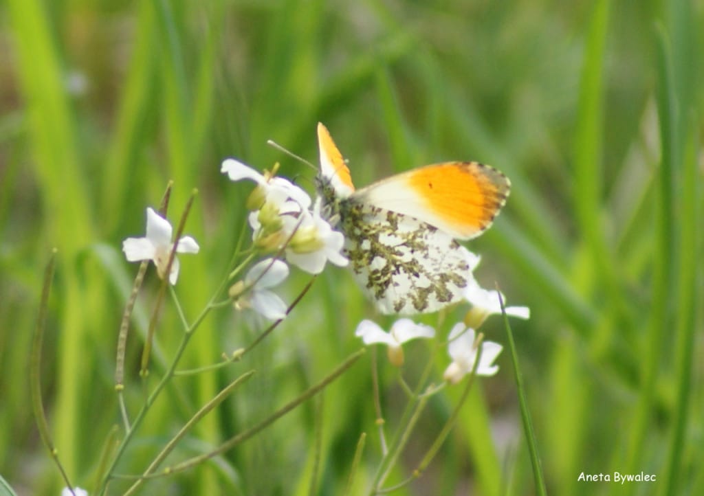 Zorzynek rzeżuchowiec (Anthocharis cardamines)