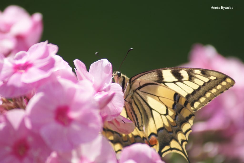 Paź królowej (Papilio machaon)