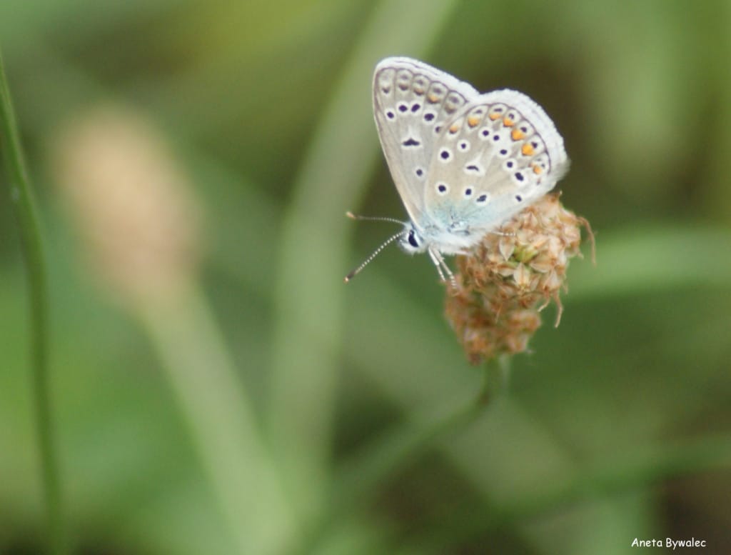 Modraszek (Polyommatus dorylas)