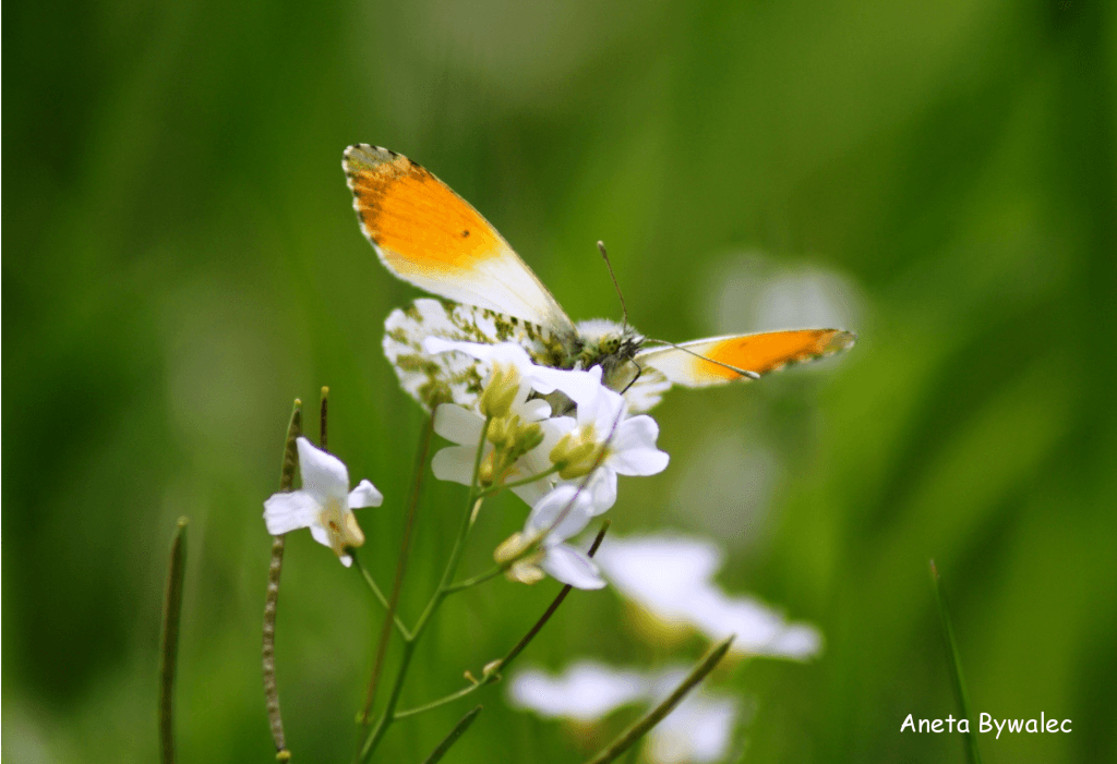 Zorzynek (motyl)