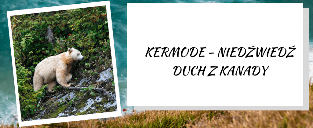 Kermode - niedźwiedź duch z Kanady