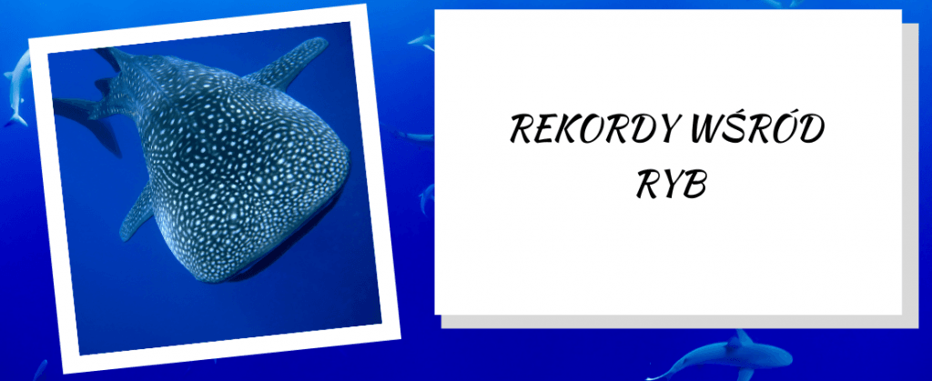 Rekordy wśród ryb