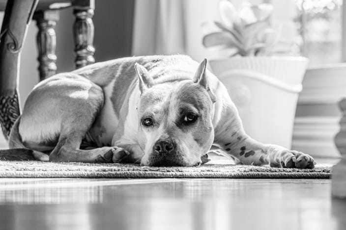 rasy psów uznawane za agresywne - Buldog amerykański