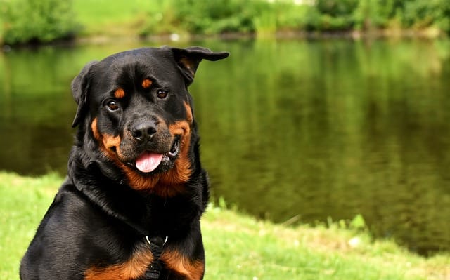 rasy psów uznawane za agresywne - Rottweiler