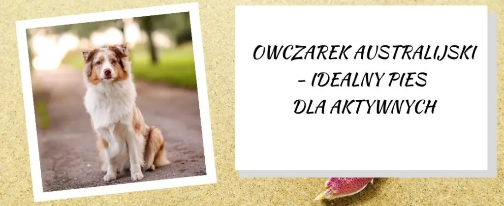 owczarek australijski - idealny pies dla aktywnych