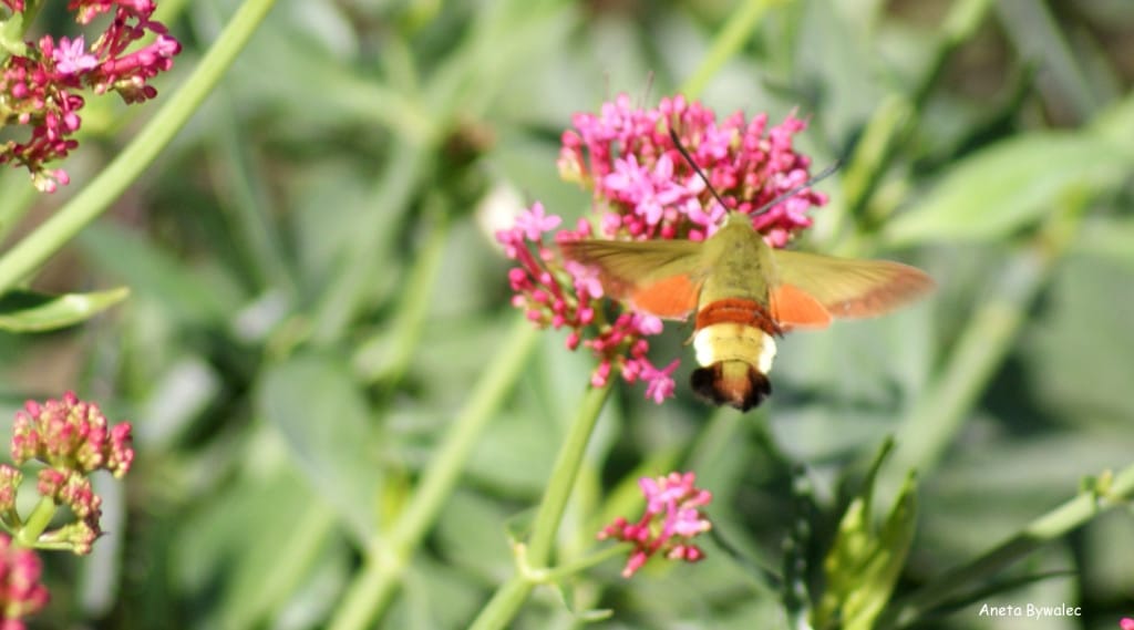 Fruczak (Hemaris croatica)