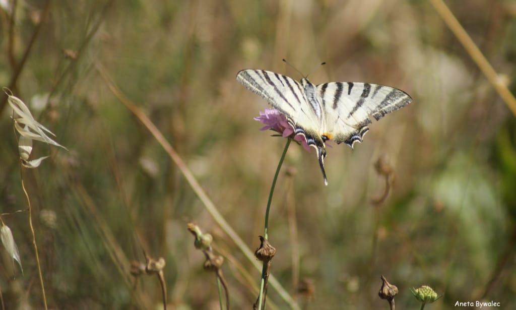 Paź żeglarz (Iphiclides podalirius)