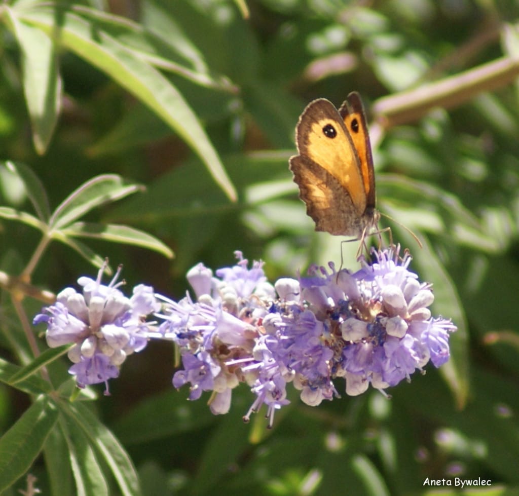 Motyl Pyronia cecilia