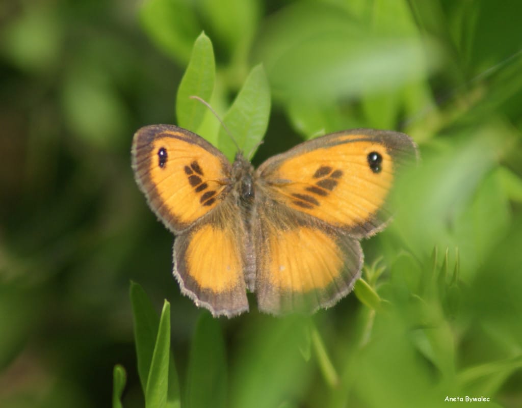 Motyl Pyronia cecilia