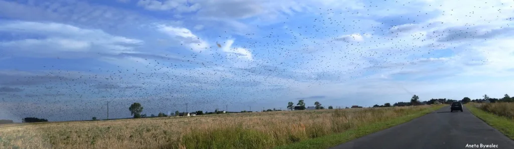 Wielka migracja w okolicy Trębaczowa (widok z samochodu)