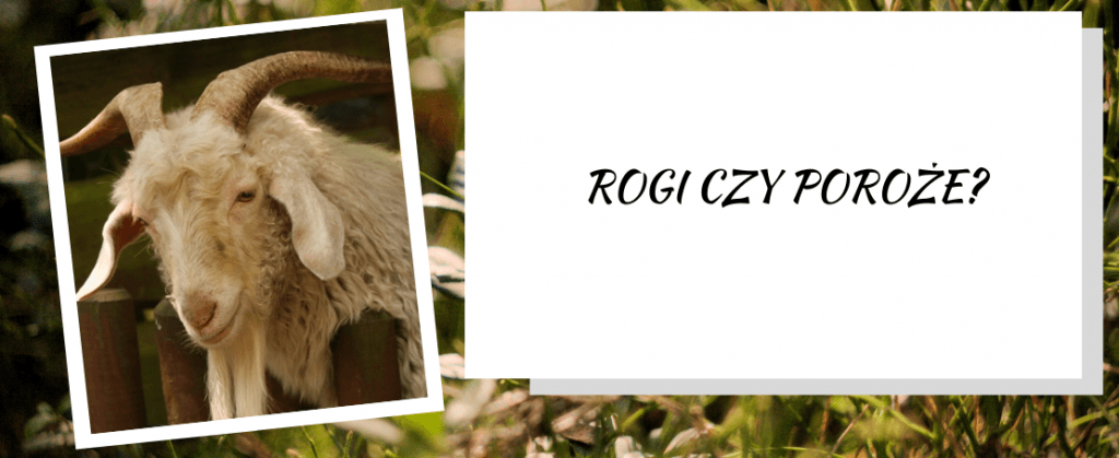 Rogi czy poroże