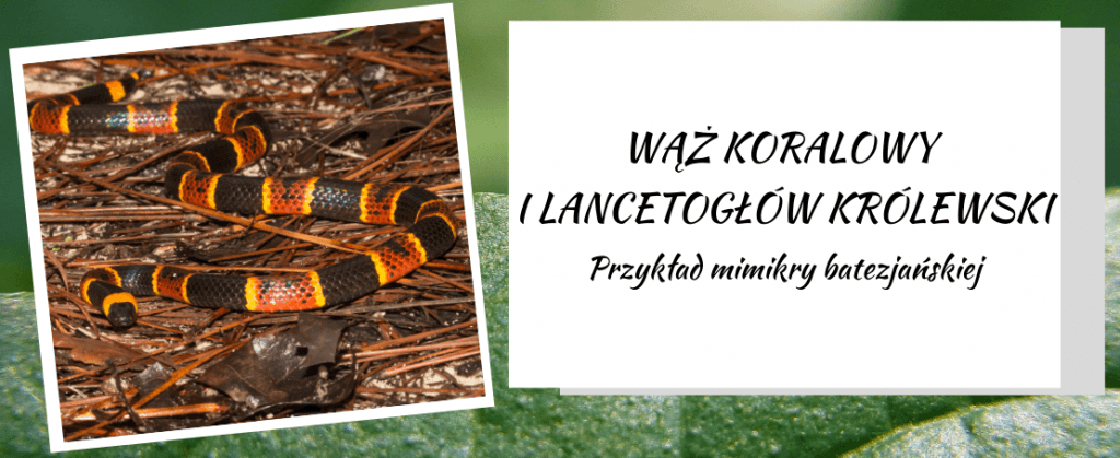 Wąż koralowy