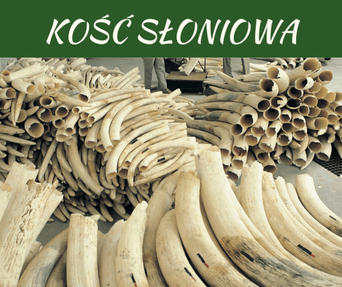 Kość słoniowa