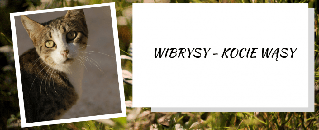 Wibrysy - kocie wąsy