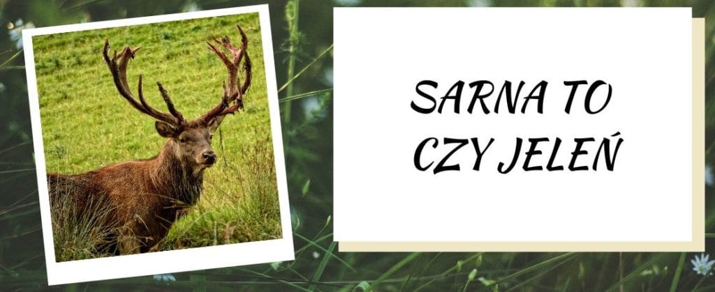 SARNA TO CZY JELEŃ