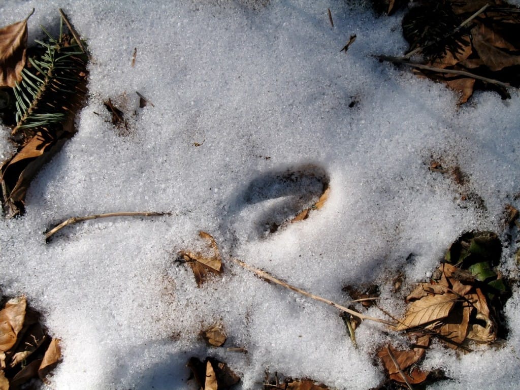 Tropy zwierząt na śniegu