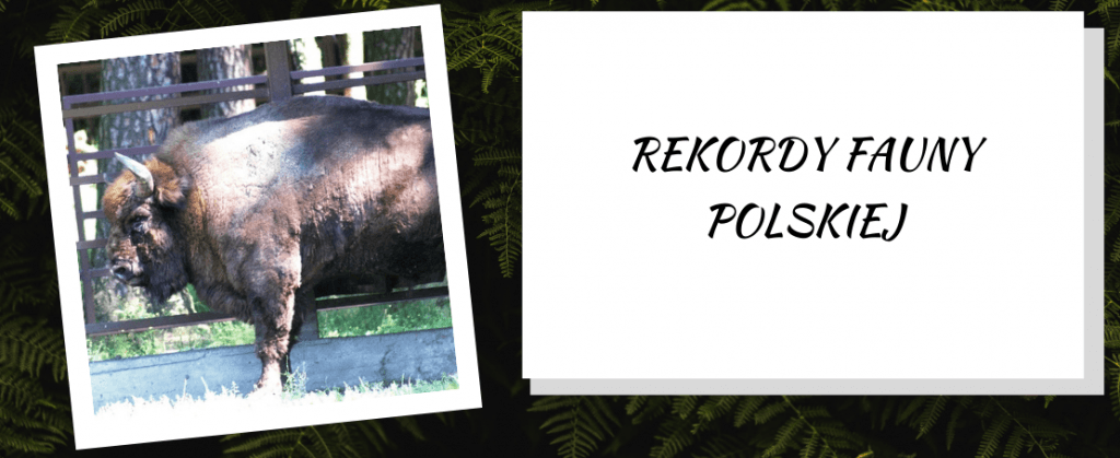 Rekordy fauny polskiej