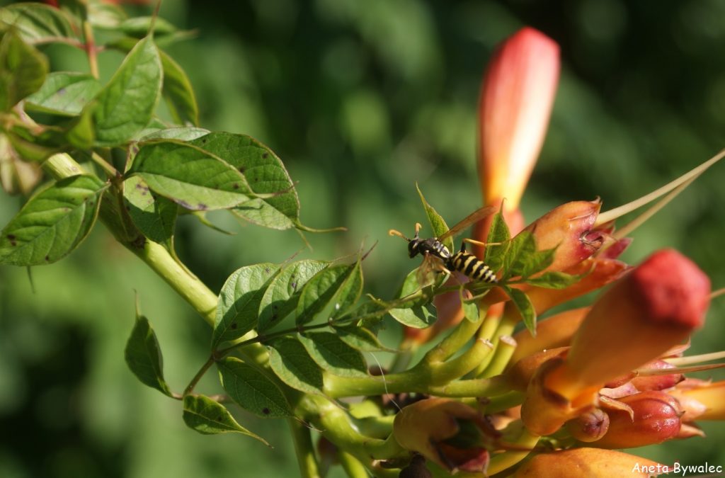 Pszczoła kontra osa - przedstawicielka os na kwiatach milinu amerykańskiego