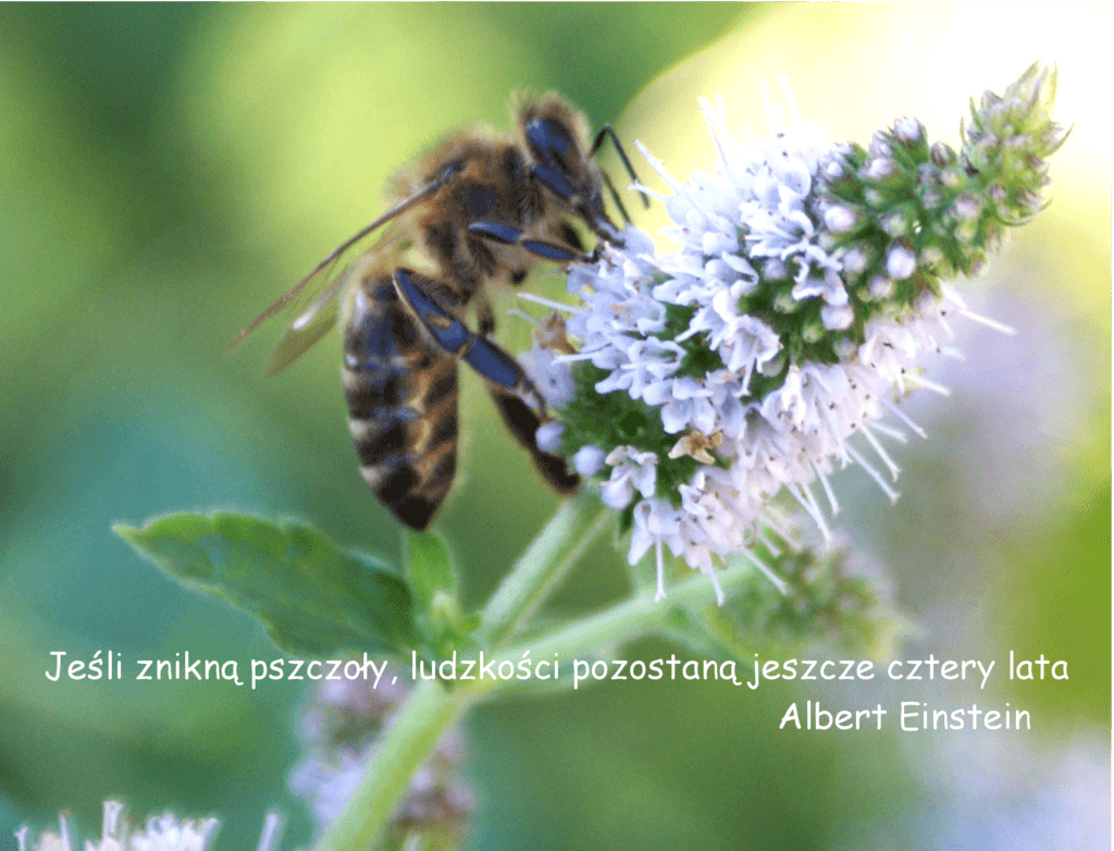 Historia pszczół - Maja Lunde
