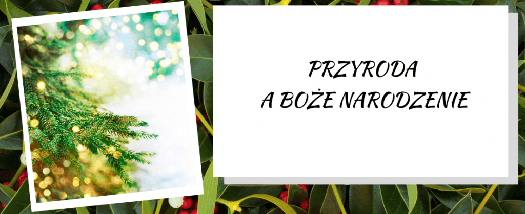 Przyroda a Boże Narodzenie