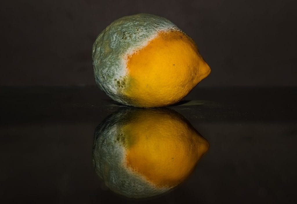 pleśń