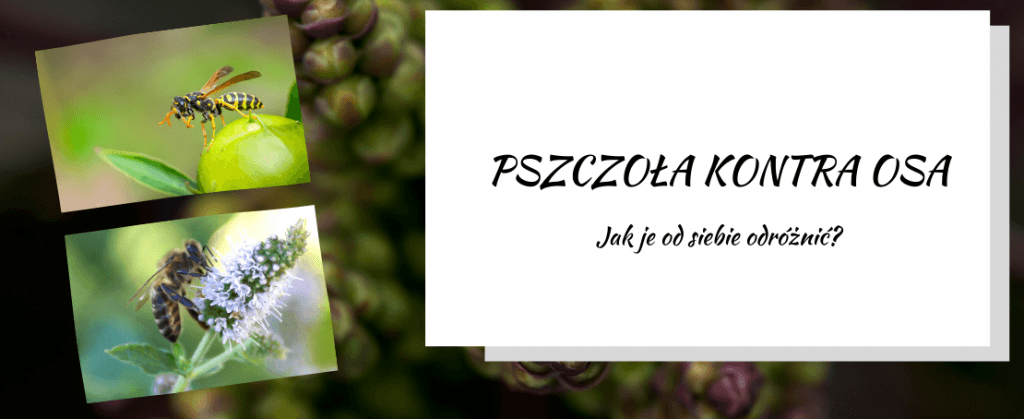 Pszczoła kontra osa