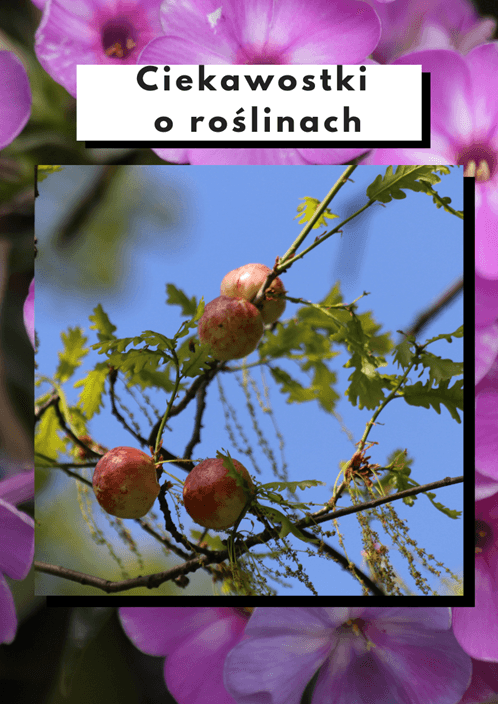 Ciekawostki o roślinach