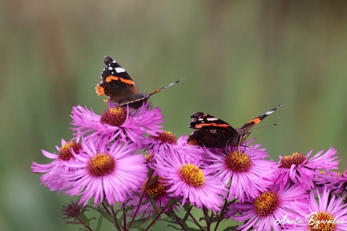 Motyl w ogrodzie