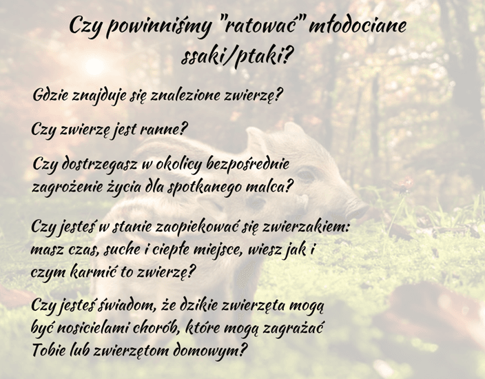 co zrobić, gdy znajdzie się małe zwierzę