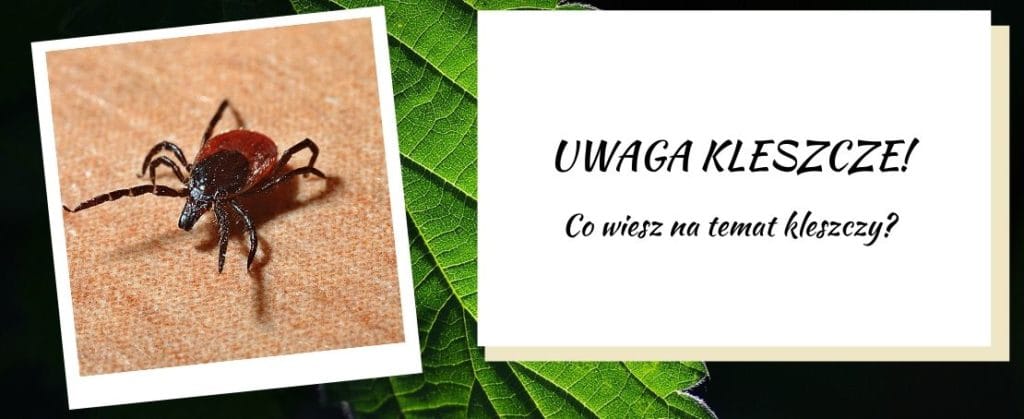 uwaga kleszcze