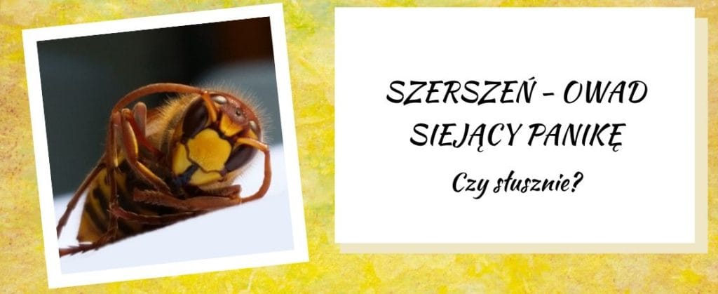 szerszeń