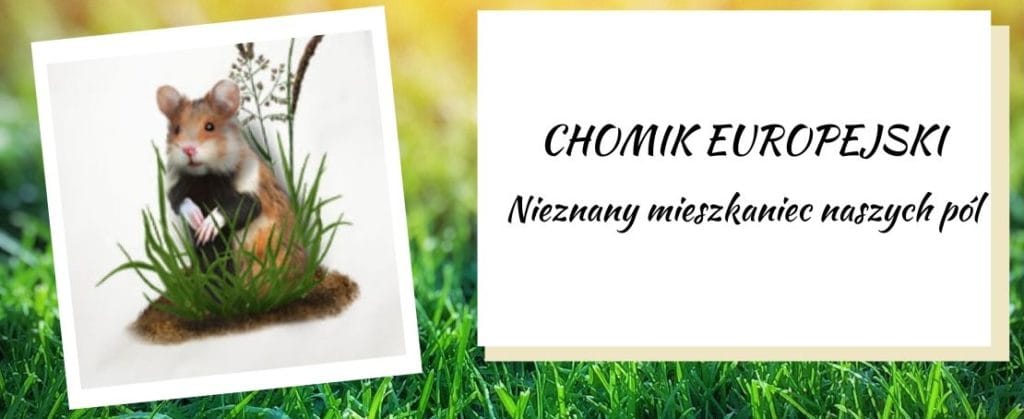 chomik europejski