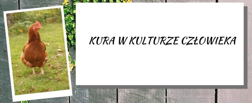 kura w kulturze człowieka