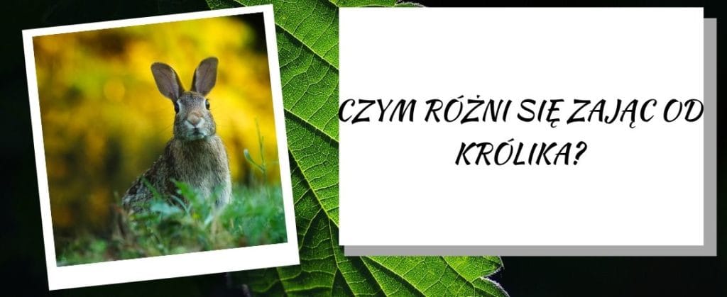 Czym różni się zająć od królika